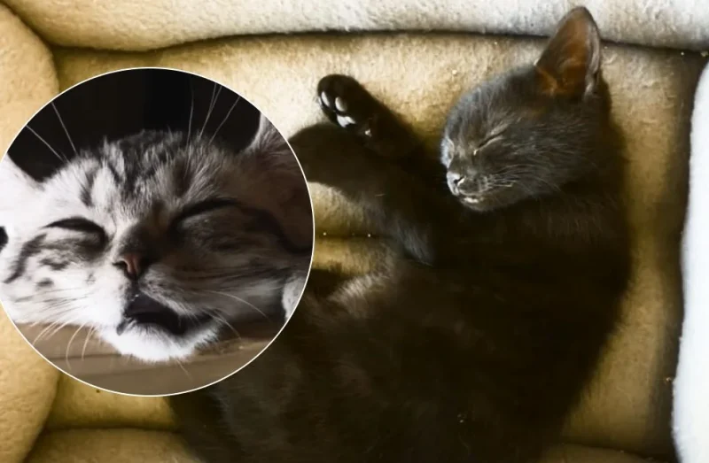 Чи сняться котам сни: загадка котячого сну