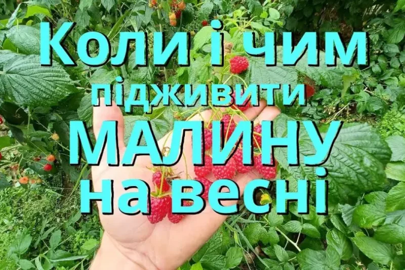 Чим підживити малину навесні: детальний посібник