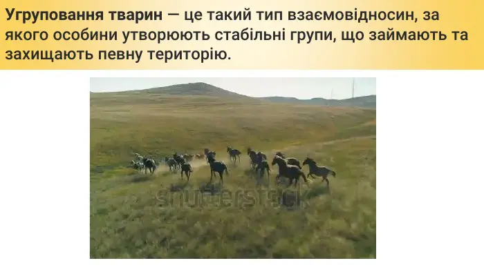 Угруповання тварин це: таємниці спільного життя