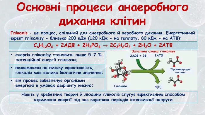 Кінцевим продуктом гліколізу є: розкриваємо біохімічну магію