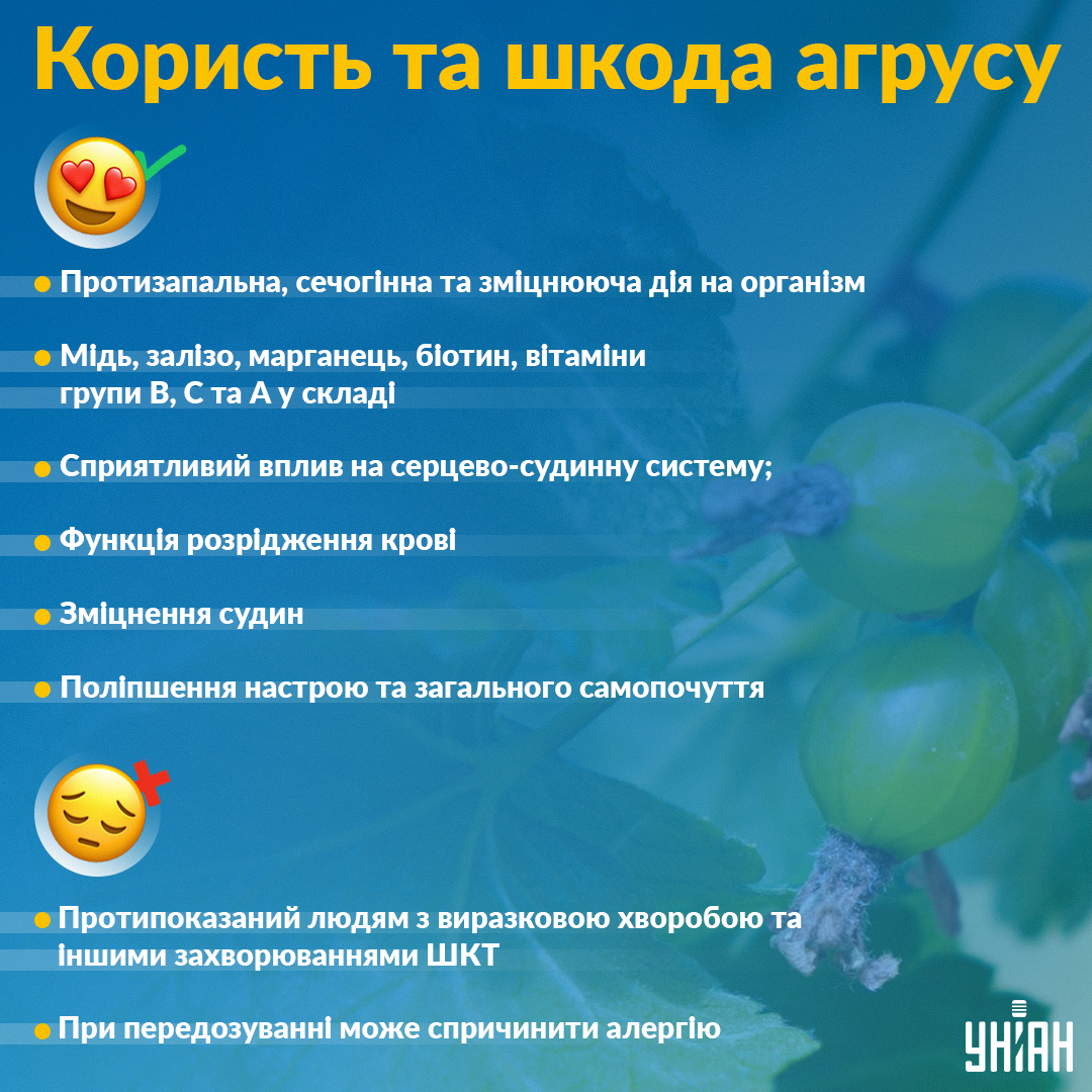 Кому можна та не можна вживати агрус / Інфографіка УНІАН