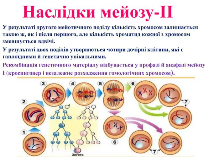 Найбільш особлива фаза мейозу: Профаза І та її біологічні чудеса