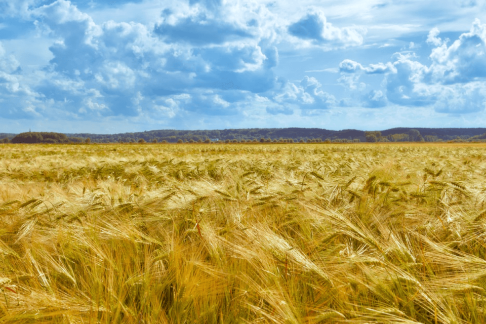 Яка країна лідирує в експорті пшениці та кукурудзи у світі?